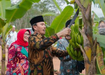 Ketua DPRD Provinsi Jambi, Edi Purwanto saat panen Pisang Cavendis. (Foto : Dok. Humas)