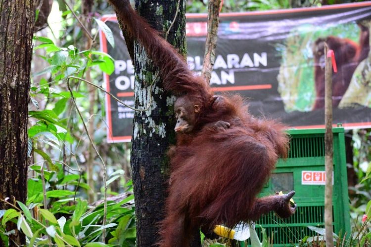 Orangutan Kalimantan yang Dilepasliarkan BKSDA Kalimantan Timur. (Foto : Dok. KLHK).