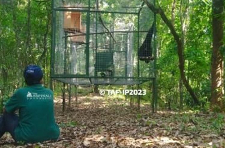Pelepasliaran Siamang di SM Isau Isau Sumsel. (Foto: Dok. Biro Humas KLHK).