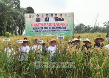 Pj Bupati Sarolangun saat Panen Padi Ladang Bersama Poktan Mencawang Tani Desa Pulau Lintang. (Dok. Diskominfo SRL).
