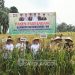 Pj Bupati Sarolangun saat Panen Padi Ladang Bersama Poktan Mencawang Tani Desa Pulau Lintang. (Dok. Diskominfo SRL).