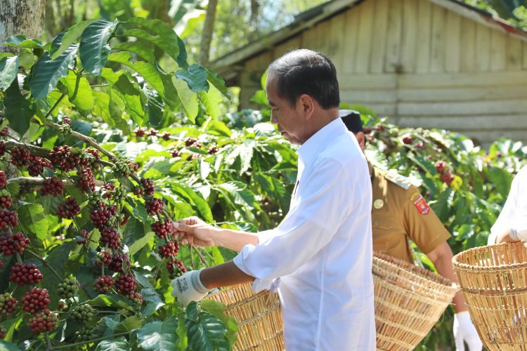 Presiden Joko Widodo turut memanen kopi di perkebunan kopi di Desa Kambahang, Kecamatan Batubrak, Kabupaten Lampung Barat, Provinsi Lampung, Jumat (12/7/2024). Foto: BPMI Setpres/HO Humas Kementan