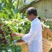 Presiden Joko Widodo turut memanen kopi di perkebunan kopi di Desa Kambahang, Kecamatan Batubrak, Kabupaten Lampung Barat, Provinsi Lampung, Jumat (12/7/2024). Foto: BPMI Setpres/HO Humas Kementan