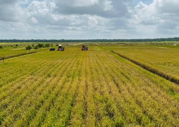 Hamparan Sawah. Dok: Humas Kementan