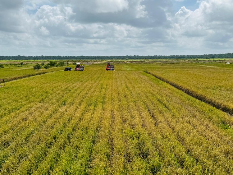 Hamparan Sawah. Dok: Humas Kementan