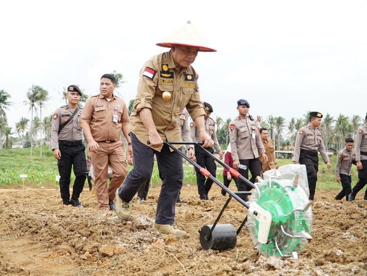 Gubernur Jambi, Dr. Al Haris Menanam Jangung di Wilayah Kota Jambi, Selasa (21/01). /Ist