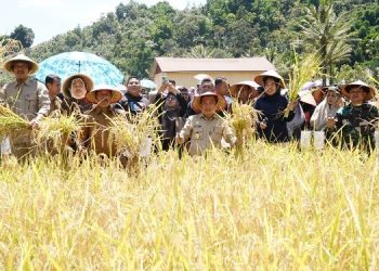 Pertisun Perdana di Kerinci, Gubernur Al Haris Bawa Pejabat Turun Langsung ke Dusun Serap Aspirasi Warga